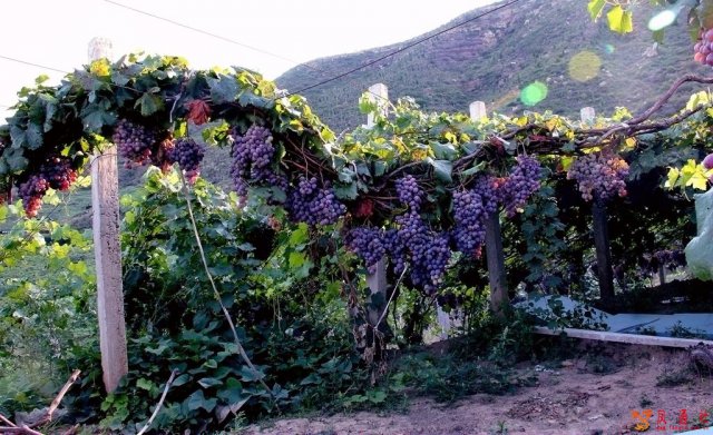 在清徐葡峰山庄认养一棵葡萄树，开启一段独特的自然之旅